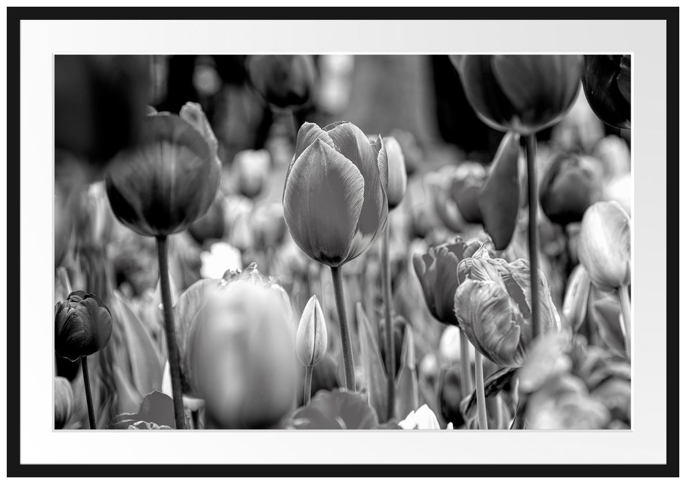 Bunte holländische Tulpen Nahaufnahme, Monochrome Passepartout Rechteckig 100