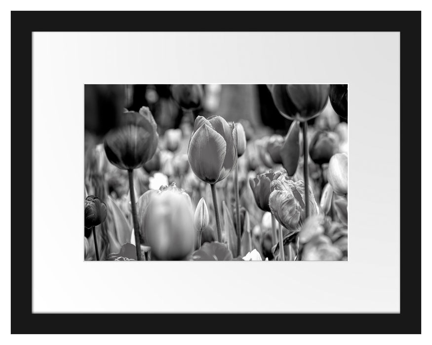 Pixxprint Bunte holländische Tulpen Nahaufnahme, Monochrome, im Galerie-Passepartout Bilderrahmen