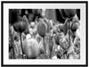Bunte holländische Tulpen Nahaufnahme, Monochrome Passepartout Rechteckig 80