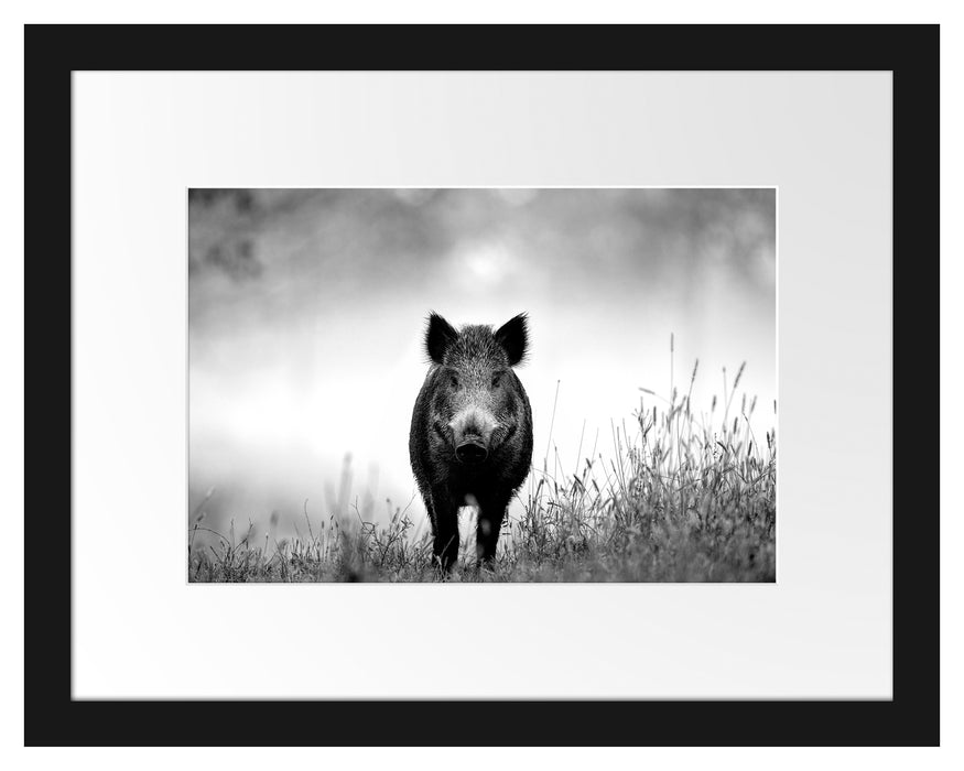 Pixxprint Wildschweinauf einer Wiese im Nebel, Monochrome, im Galerie-Passepartout Bilderrahmen