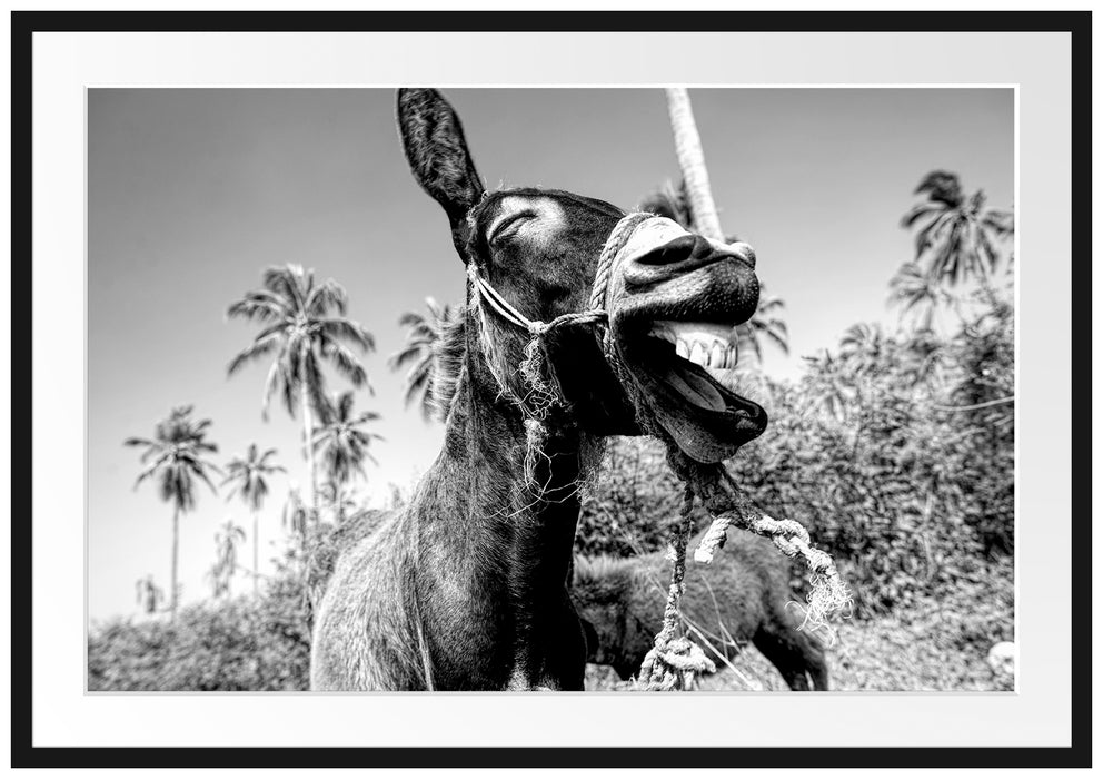 Lustiger lachender Esel unter Palmen, Monochrome Passepartout Rechteckig 100