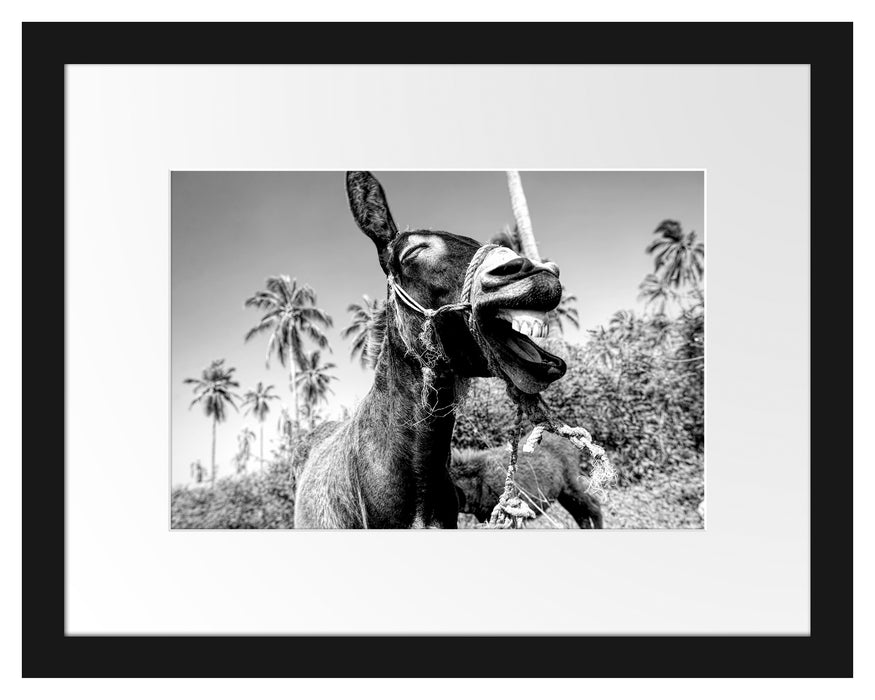 Pixxprint Lustiger lachender Esel unter Palmen, Monochrome, im Galerie-Passepartout Bilderrahmen