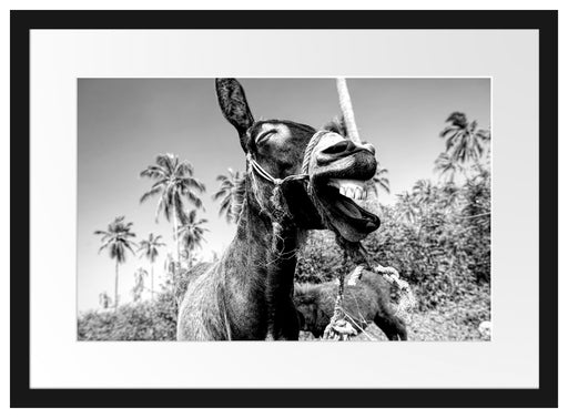 Lustiger lachender Esel unter Palmen, Monochrome Passepartout Rechteckig 40