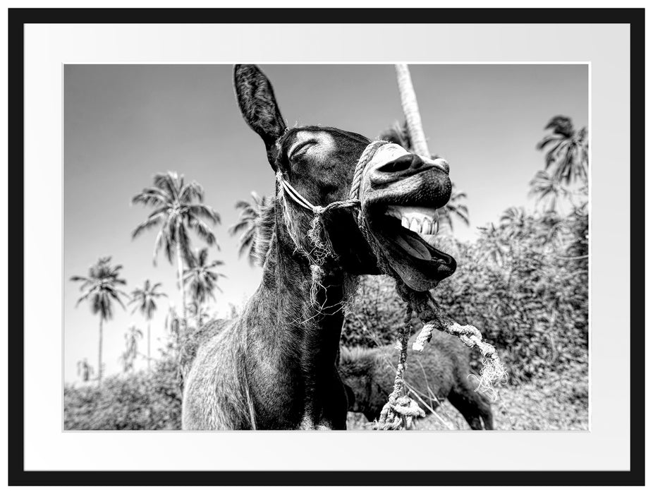 Lustiger lachender Esel unter Palmen, Monochrome Passepartout Rechteckig 80