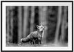 Neugieriger Fuchs im Herbstwald, Monochrome Passepartout Rechteckig 100