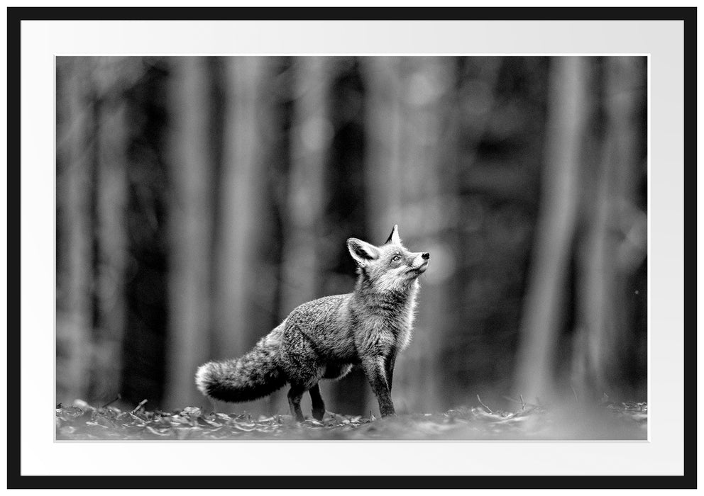 Neugieriger Fuchs im Herbstwald, Monochrome Passepartout Rechteckig 100