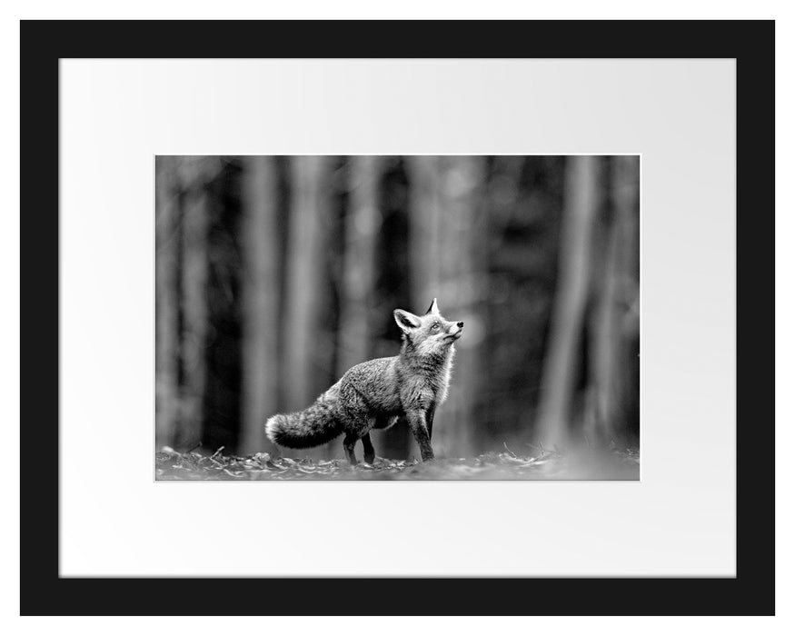 Pixxprint Neugieriger Fuchs im Herbstwald, Monochrome, im Galerie-Passepartout Bilderrahmen