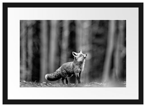 Neugieriger Fuchs im Herbstwald, Monochrome Passepartout Rechteckig 40