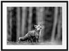 Neugieriger Fuchs im Herbstwald, Monochrome Passepartout Rechteckig 80