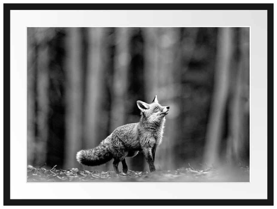 Neugieriger Fuchs im Herbstwald, Monochrome Passepartout Rechteckig 80