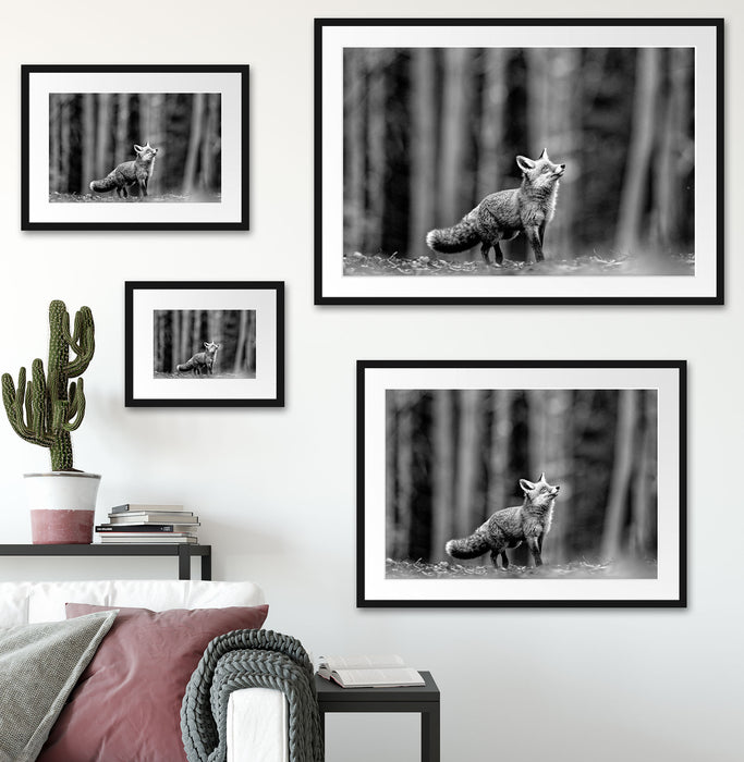 Neugieriger Fuchs im Herbstwald, Monochrome Passepartout Wohnzimmer Rechteckig