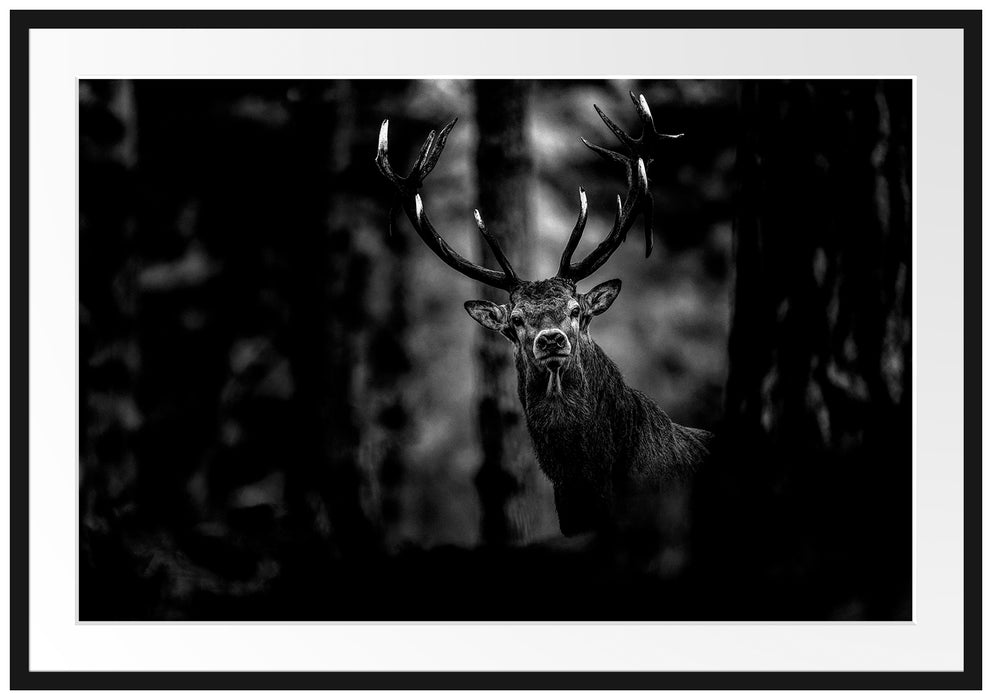 Hirsch im Wald schaut neugierig in die Kamera, Monochrome Passepartout Rechteckig 100