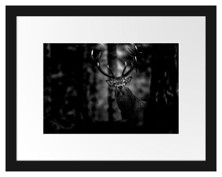 Pixxprint Hirsch im Wald schaut neugierig in die Kamera, Monochrome, im Galerie-Passepartout Bilderrahmen