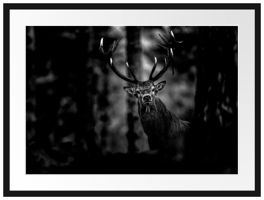 Hirsch im Wald schaut neugierig in die Kamera, Monochrome Passepartout Rechteckig 80