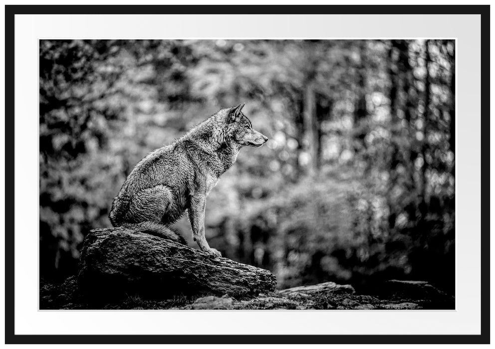 Wolf sitzt auf einem Stein im Herbstwald, Monochrome Passepartout Rechteckig 100