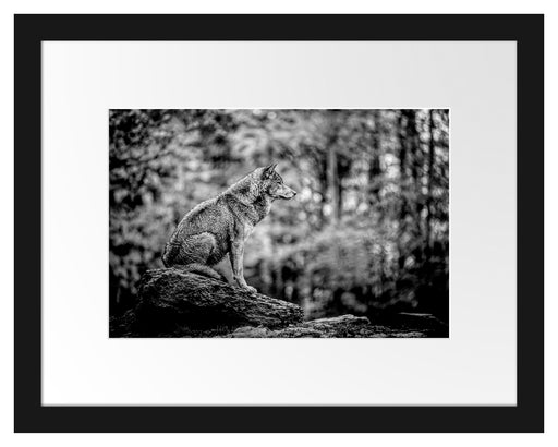 Wolf sitzt auf einem Stein im Herbstwald, Monochrome Passepartout Rechteckig 30