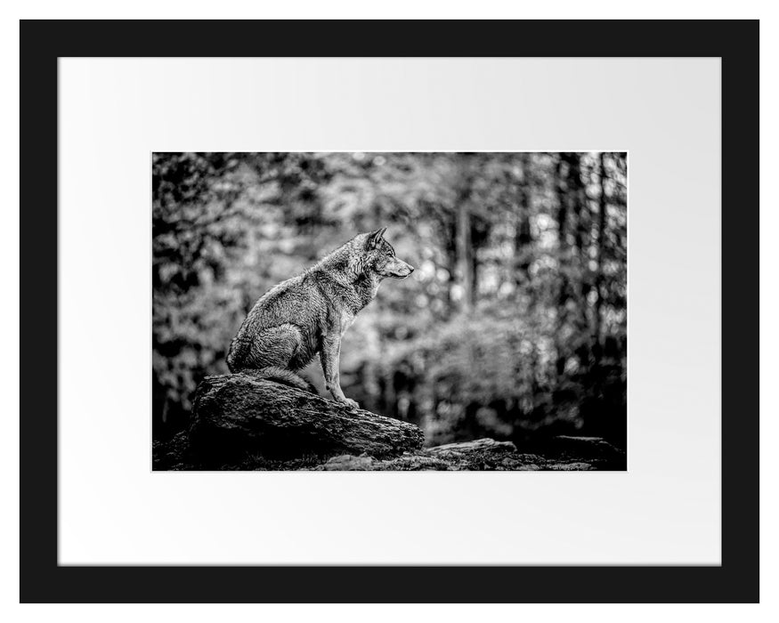 Pixxprint Wolf sitzt auf einem Stein im Herbstwald, Monochrome, im Galerie-Passepartout Bilderrahmen