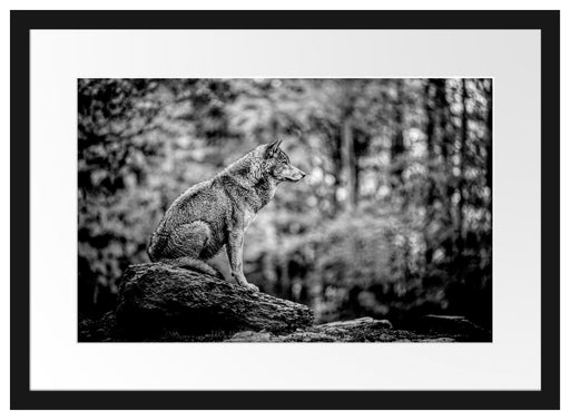Wolf sitzt auf einem Stein im Herbstwald, Monochrome Passepartout Rechteckig 40