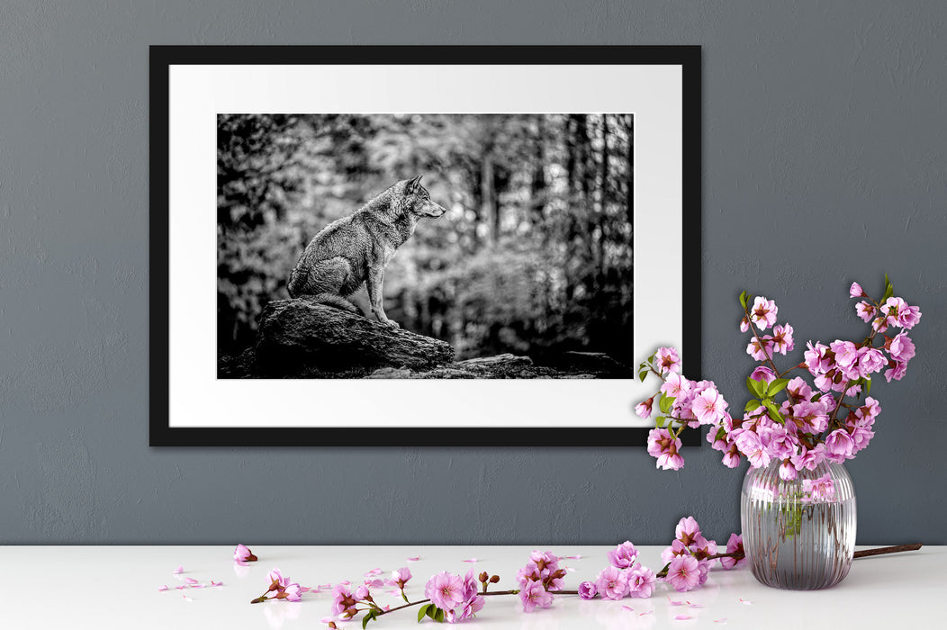 Wolf sitzt auf einem Stein im Herbstwald, Monochrome Passepartout Detail Rechteckig