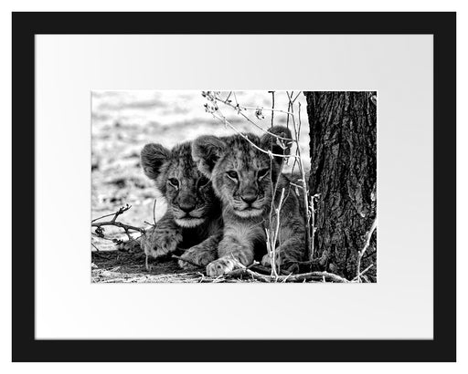 Junge Löwen im Schatten eines Baumes, Monochrome Passepartout Rechteckig 30