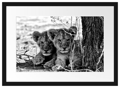 Junge Löwen im Schatten eines Baumes, Monochrome Passepartout Rechteckig 40