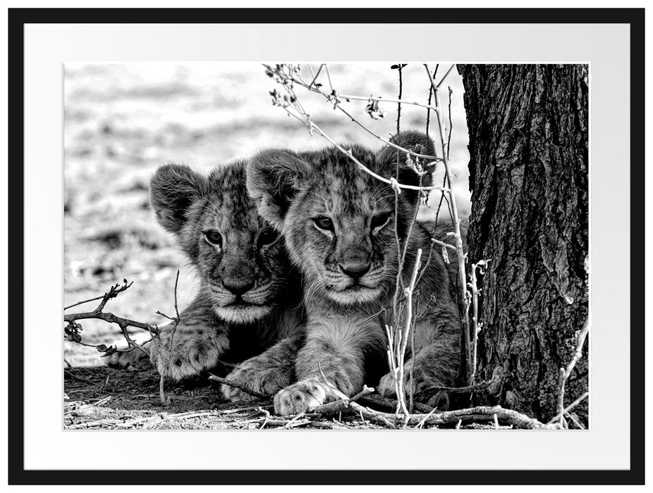 Junge Löwen im Schatten eines Baumes, Monochrome Passepartout Rechteckig 80