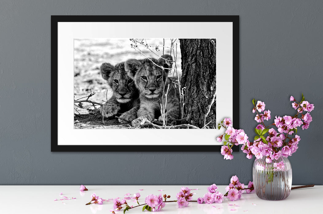 Junge Löwen im Schatten eines Baumes, Monochrome Passepartout Detail Rechteckig