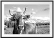 Neugierige Kuh auf Weide im Allgäu, Monochrome Passepartout Rechteckig 100