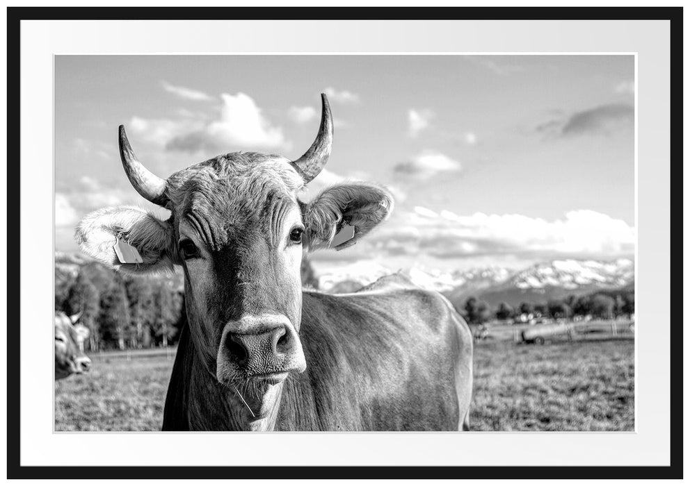 Neugierige Kuh auf Weide im Allgäu, Monochrome Passepartout Rechteckig 100