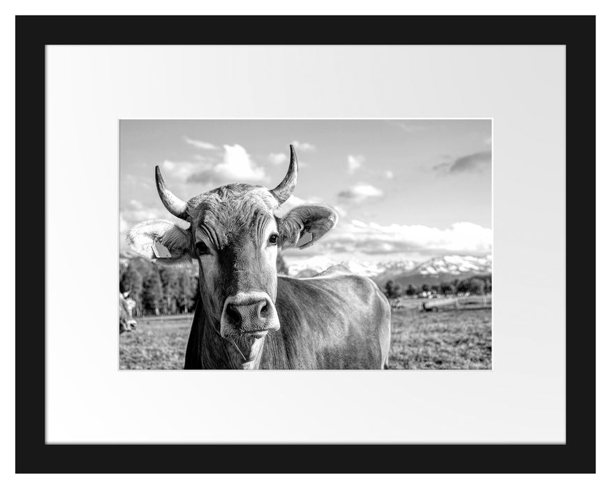 Pixxprint Neugierige Kuh auf Weide im Allgäu, Monochrome, im Galerie-Passepartout Bilderrahmen