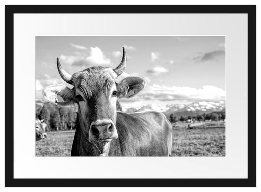 Neugierige Kuh auf Weide im Allgäu, Monochrome Passepartout Rechteckig 40
