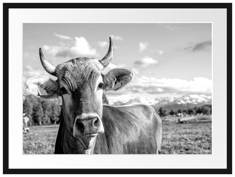 Neugierige Kuh auf Weide im Allgäu, Monochrome Passepartout Rechteckig 80