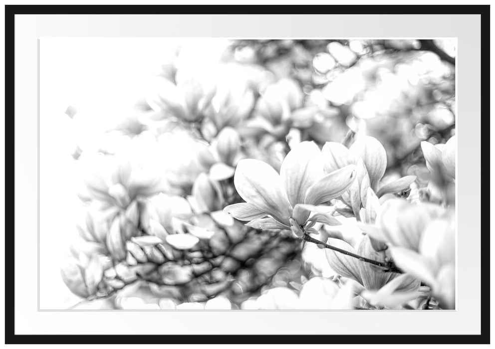 Nahaufnahme blühender Magnolienbaum, Monochrome Passepartout Rechteckig 100