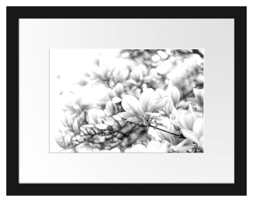 Pixxprint Nahaufnahme blühender Magnolienbaum, Monochrome, im Galerie-Passepartout Bilderrahmen