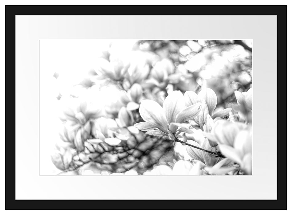 Nahaufnahme blühender Magnolienbaum, Monochrome Passepartout Rechteckig 40