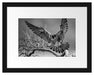 Falke landet auf kahlem Ast, Monochrome Passepartout Rechteckig 30