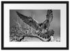 Falke landet auf kahlem Ast, Monochrome Passepartout Rechteckig 40