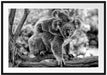 Koala Mutter mit Kind auf dem Rücken, Monochrome Passepartout Rechteckig 100
