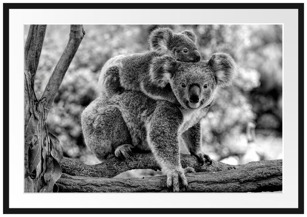 Koala Mutter mit Kind auf dem Rücken, Monochrome Passepartout Rechteckig 100