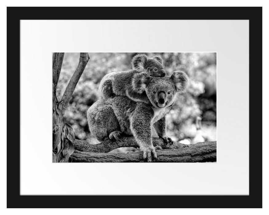 Pixxprint Koala Mutter mit Kind auf dem Rücken, Monochrome, im Galerie-Passepartout Bilderrahmen