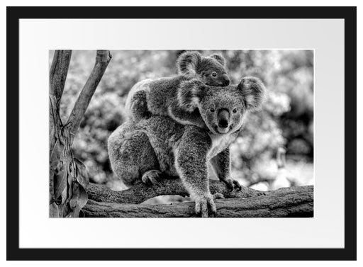 Koala Mutter mit Kind auf dem Rücken, Monochrome Passepartout Rechteckig 40