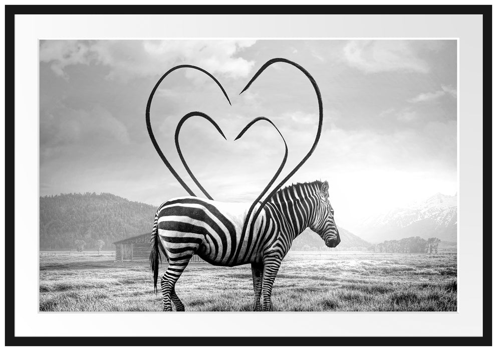 Zebra mit Herzbotschaft in der Savanne, Monochrome Passepartout Rechteckig 100