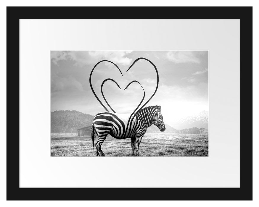 Pixxprint Zebra mit Herzbotschaft in der Savanne, Monochrome, im Galerie-Passepartout Bilderrahmen