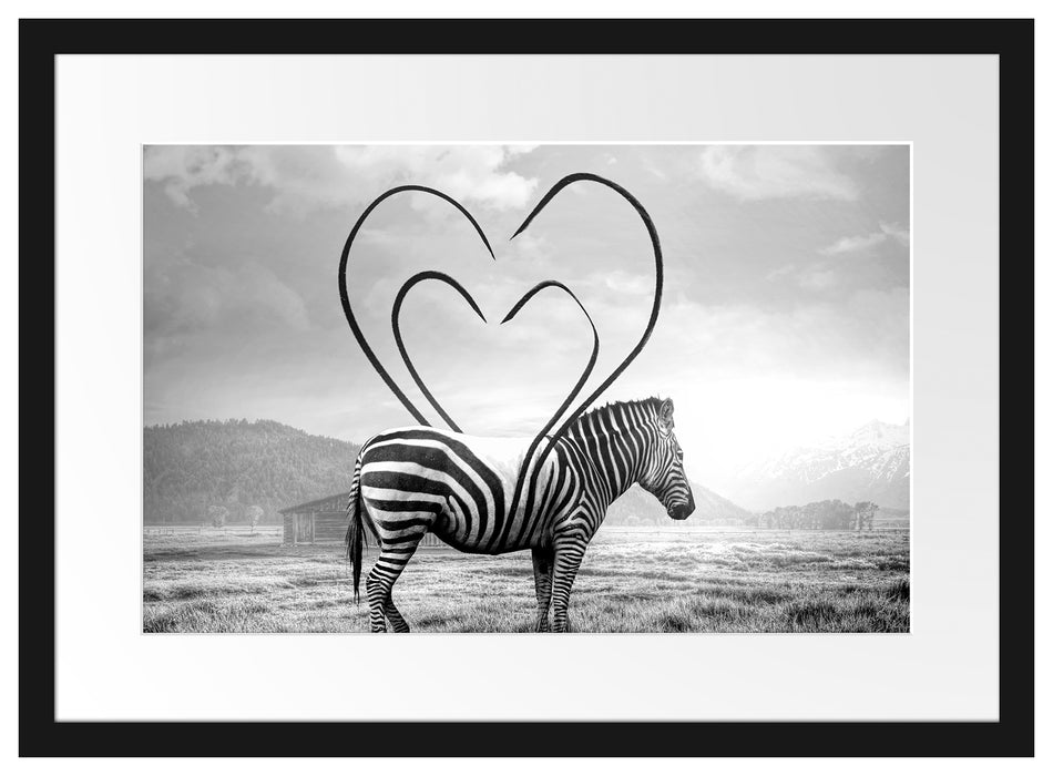 Zebra mit Herzbotschaft in der Savanne, Monochrome Passepartout Rechteckig 40