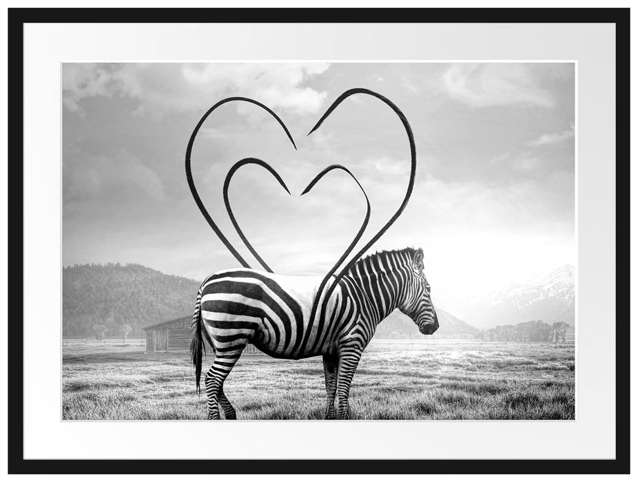 Zebra mit Herzbotschaft in der Savanne, Monochrome Passepartout Rechteckig 80