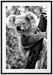 Neugieriger Koala an Baumstamm, Monochrome Passepartout Rechteckig 100