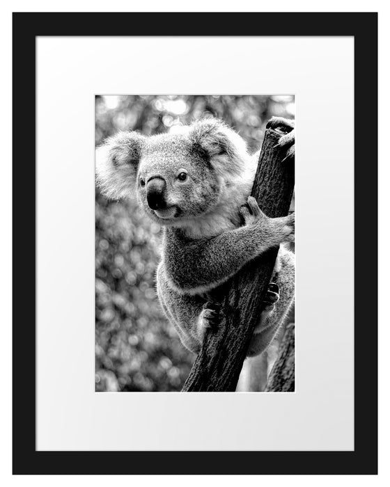 Pixxprint Neugieriger Koala an Baumstamm, Monochrome, im Galerie-Passepartout Bilderrahmen