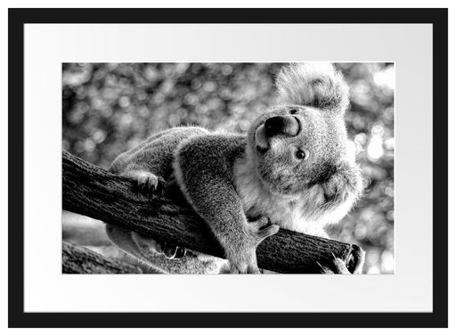 Neugieriger Koala an Baumstamm, Monochrome Passepartout Rechteckig 40