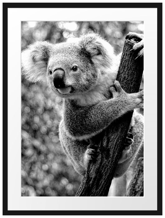 Neugieriger Koala an Baumstamm, Monochrome Passepartout Rechteckig 80