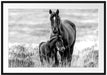 Pferdemutter mit Fohlen auf Wiese, Monochrome Passepartout Rechteckig 100